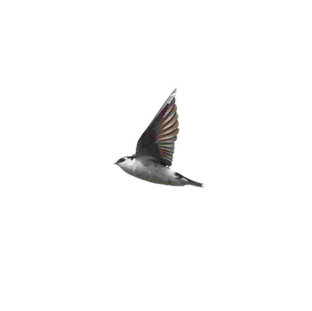 Violet-green Swallow - ML643465838