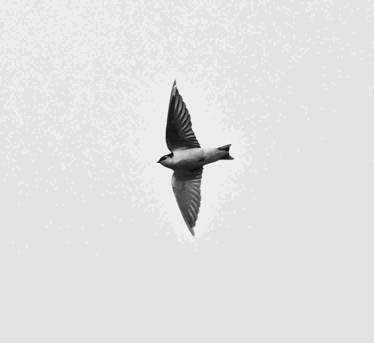 Violet-green Swallow - ML643465842