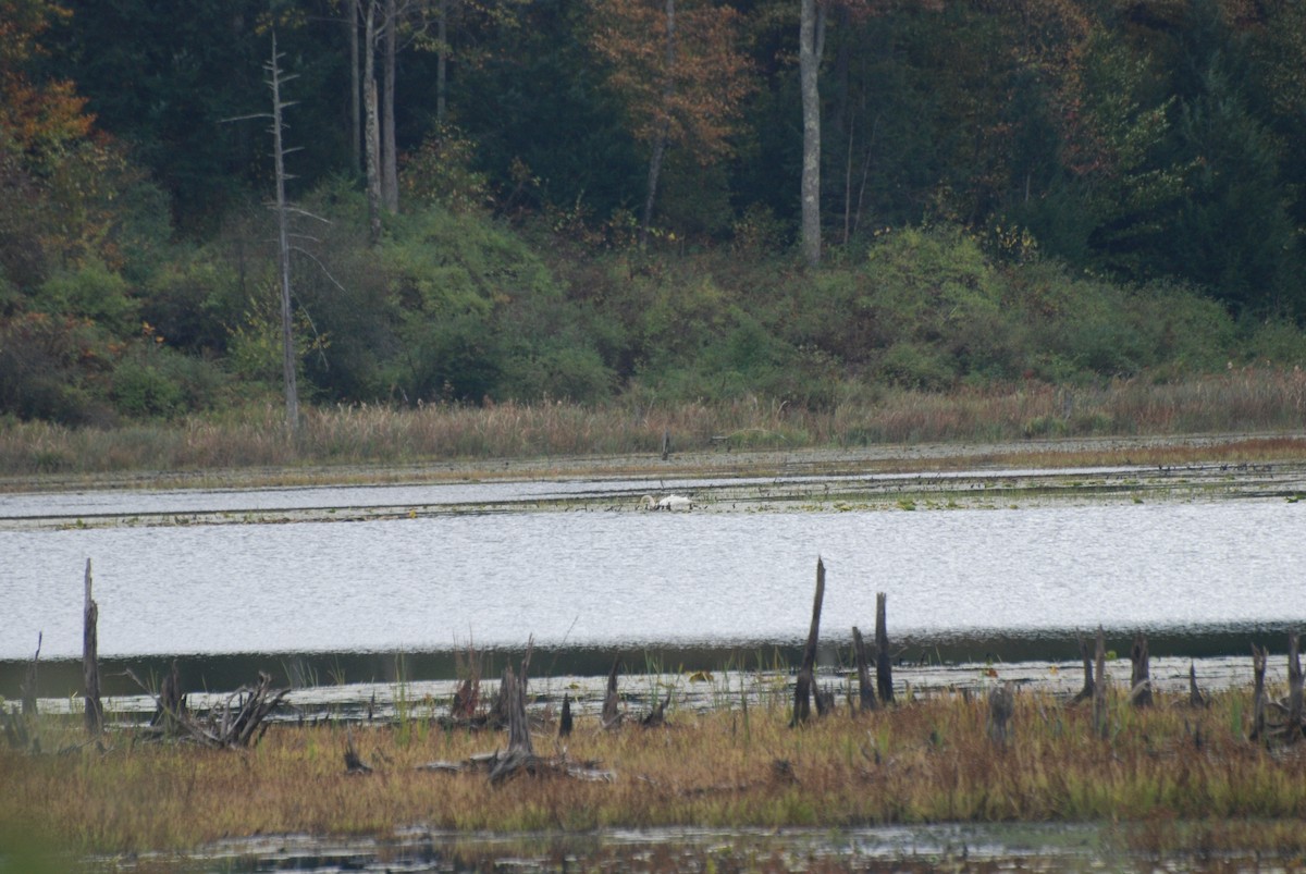 Trumpeter Swan - ML643465844