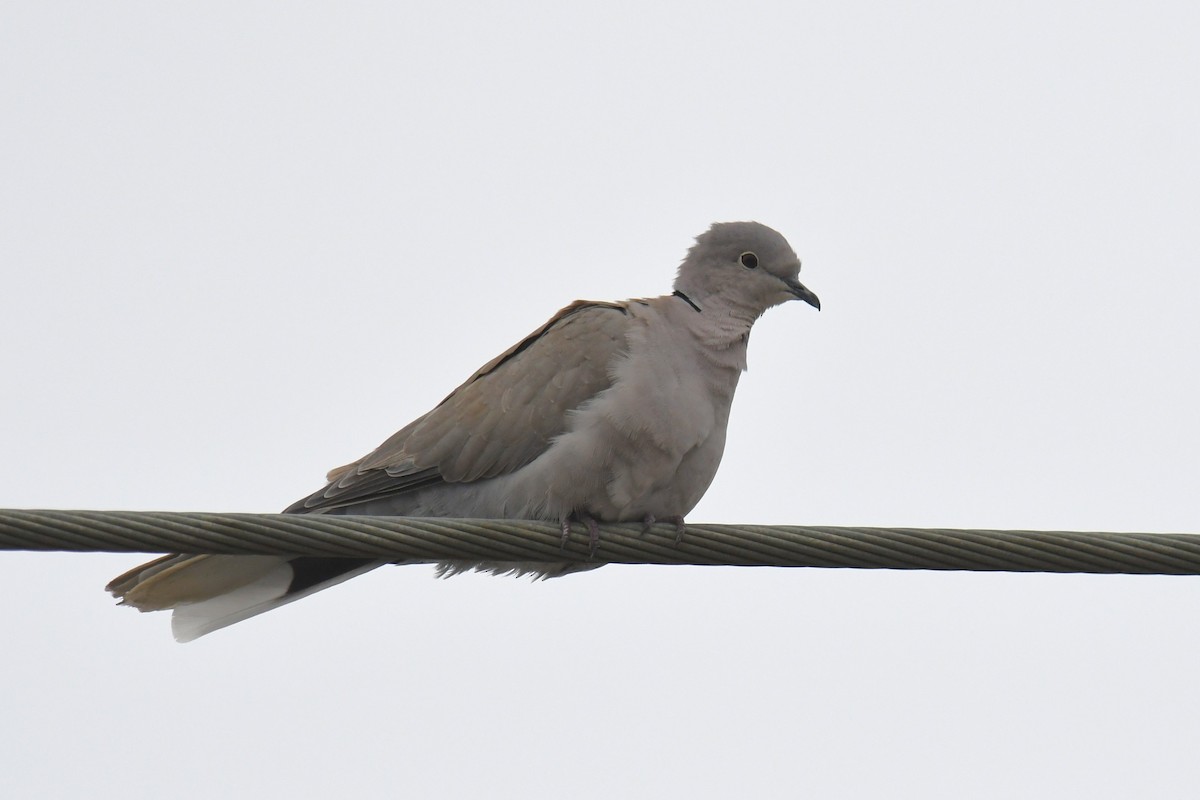 Eurasian Collared-Dove - ML643465846