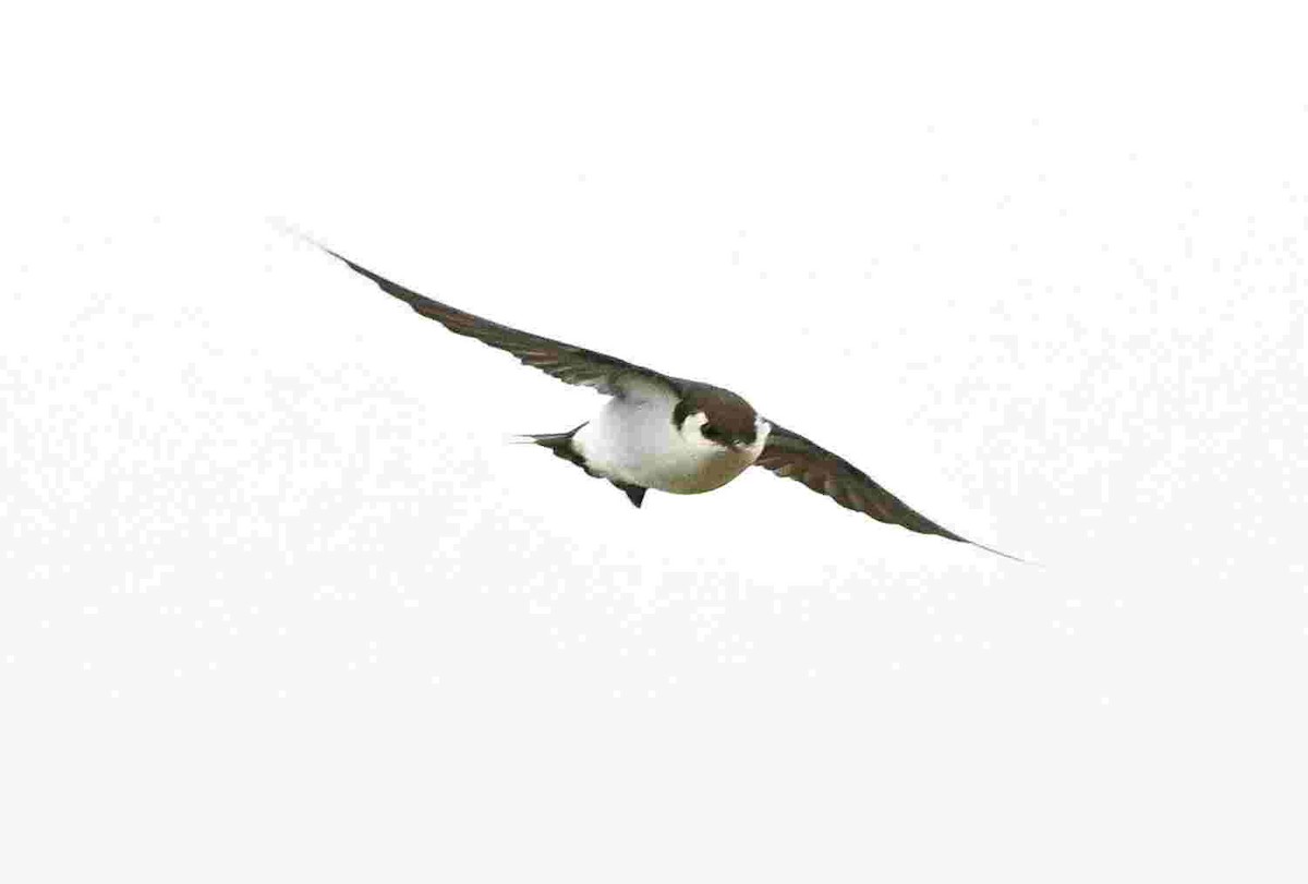 Violet-green Swallow - ML643465851