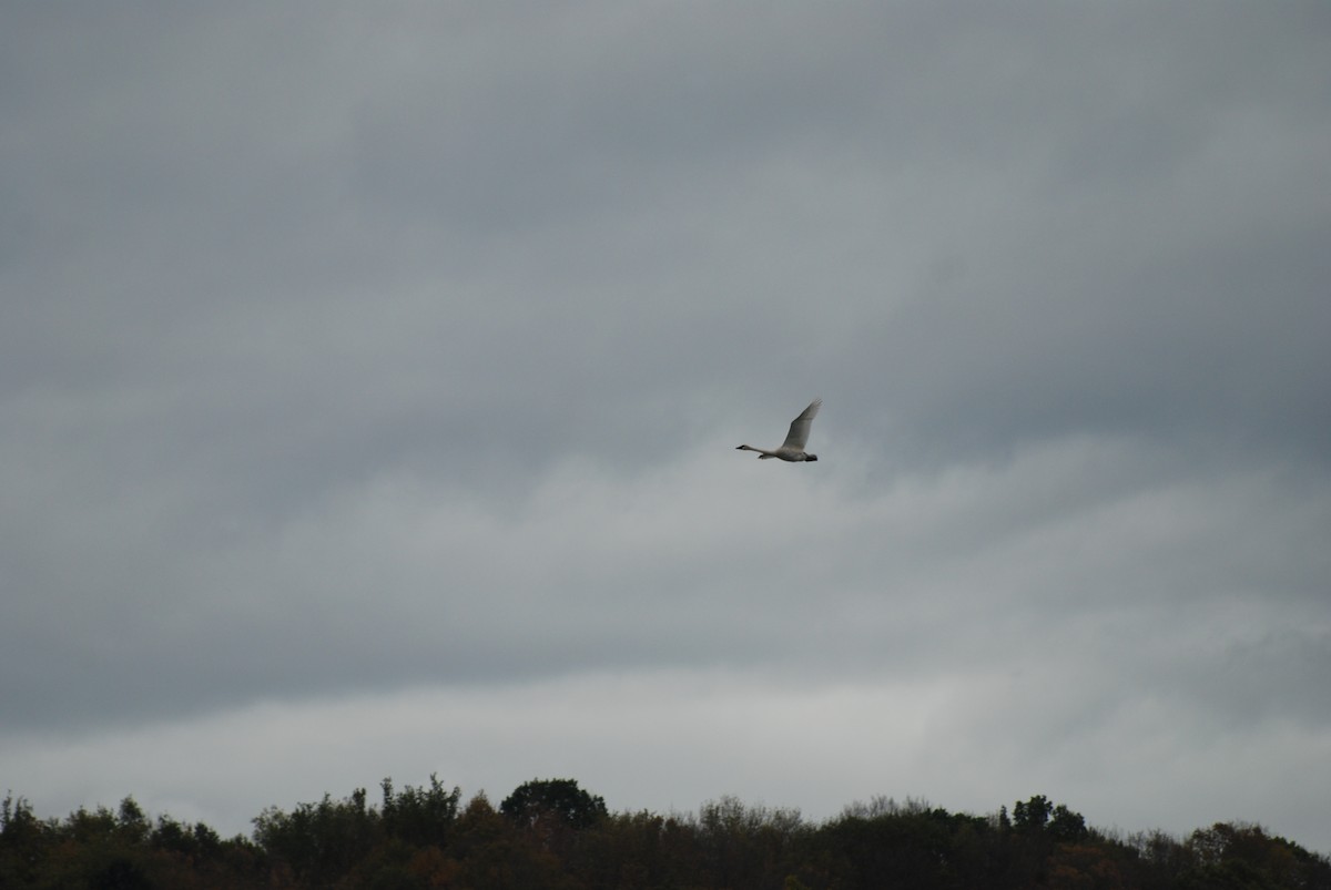 Trumpeter Swan - ML643465855