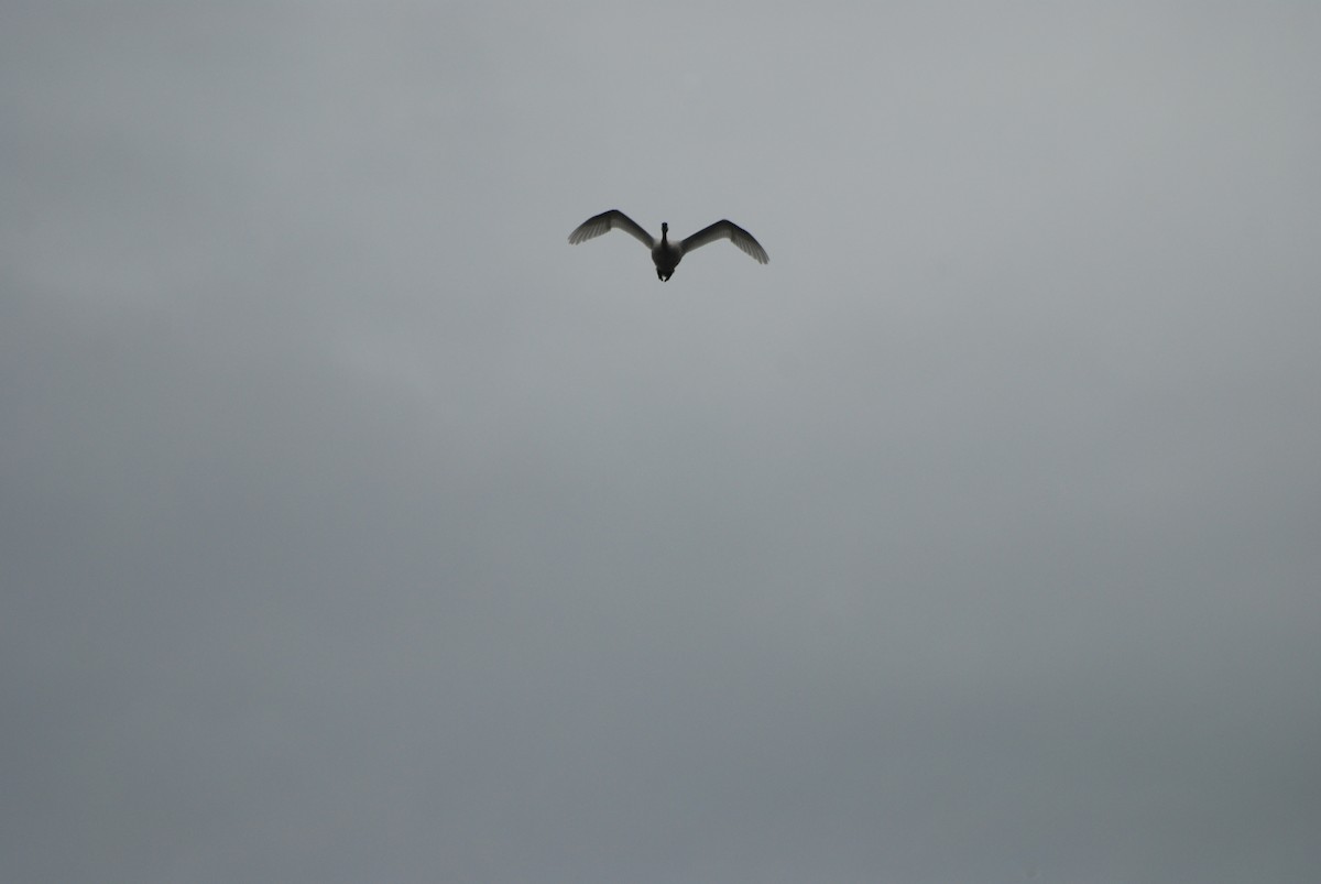 Trumpeter Swan - ML643465857