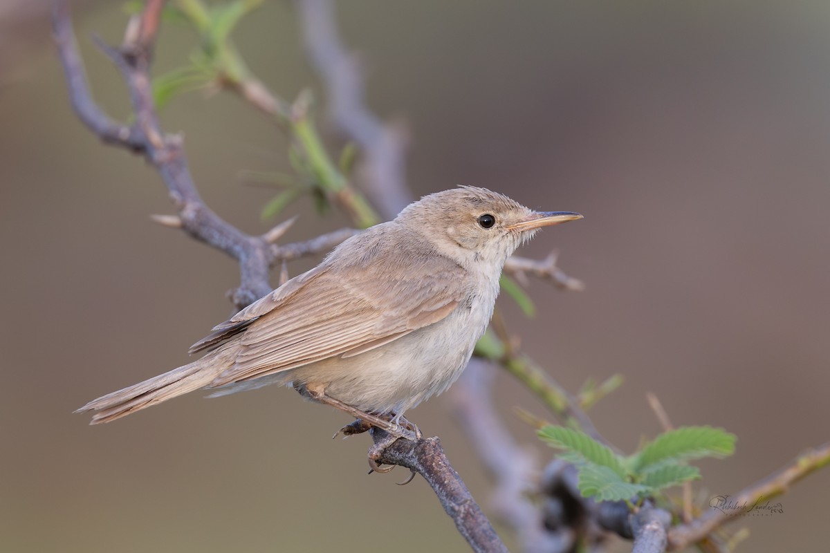 Sykes's Warbler - ML643465860