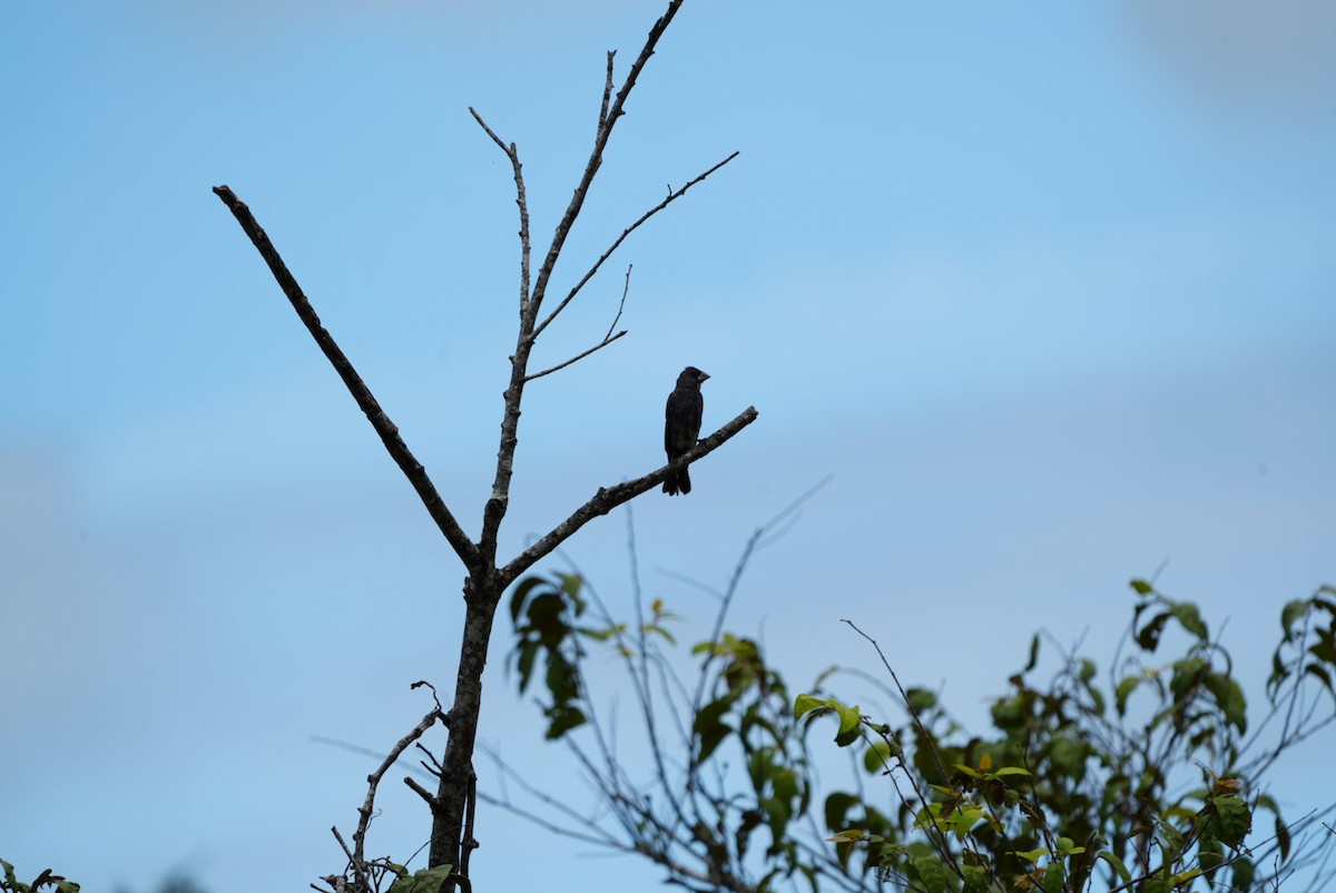 Blue Grosbeak - ML643465862