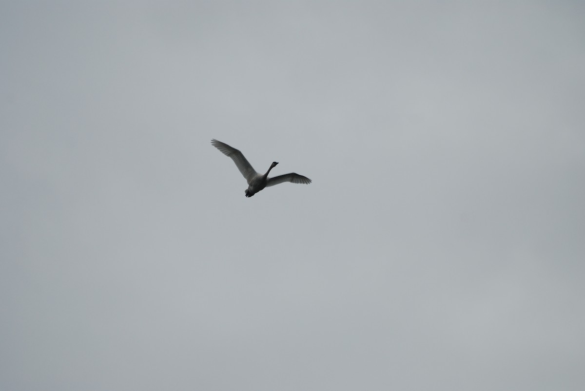 Trumpeter Swan - ML643465863