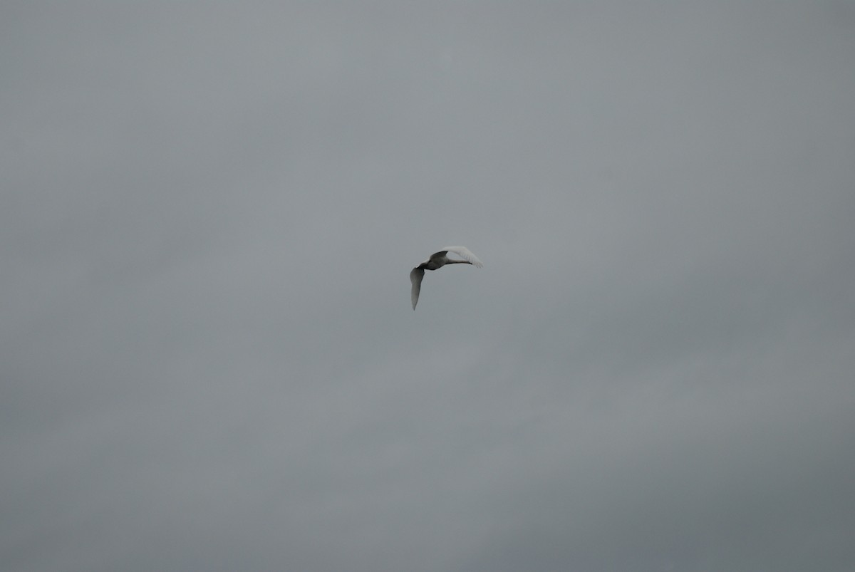 Trumpeter Swan - ML643465872