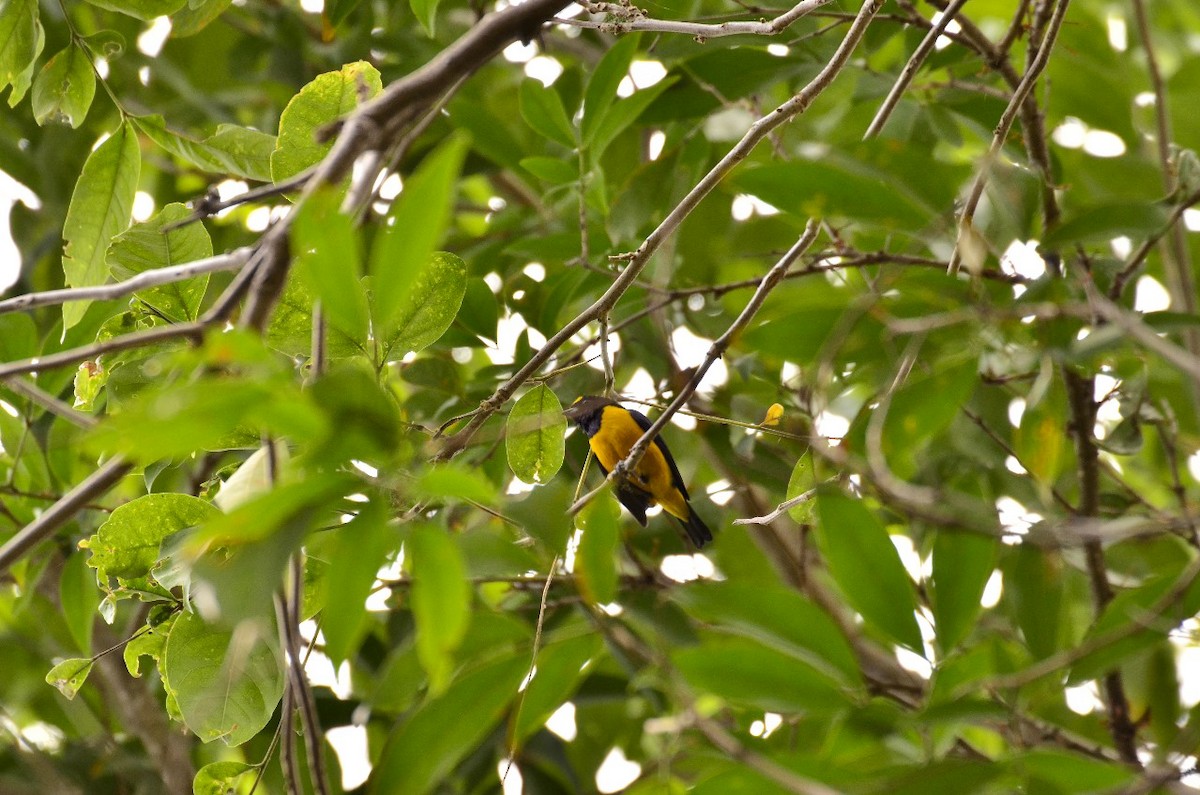 クロビタイスミレフウキンチョウ - ML643465874