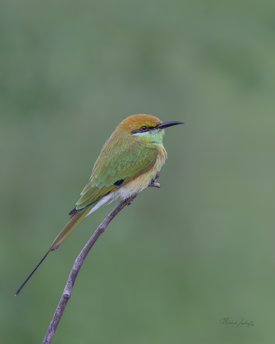 Asian Green Bee-eater - ML643465875