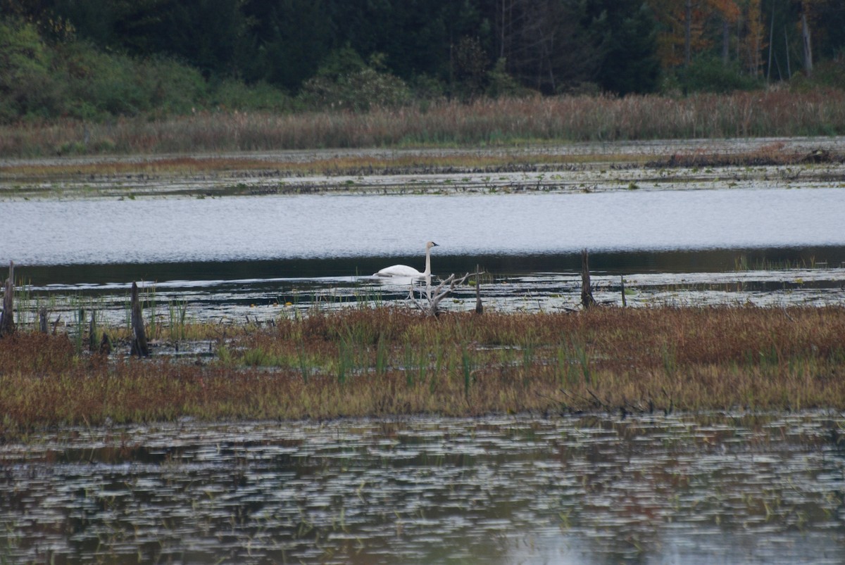 Trumpeter Swan - ML643465879