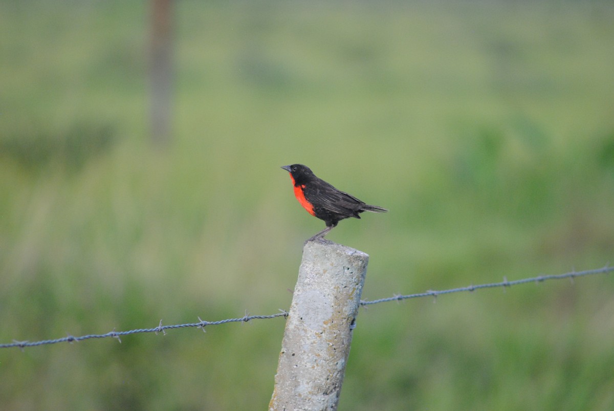 Red-breasted Meadowlark - ML643465885