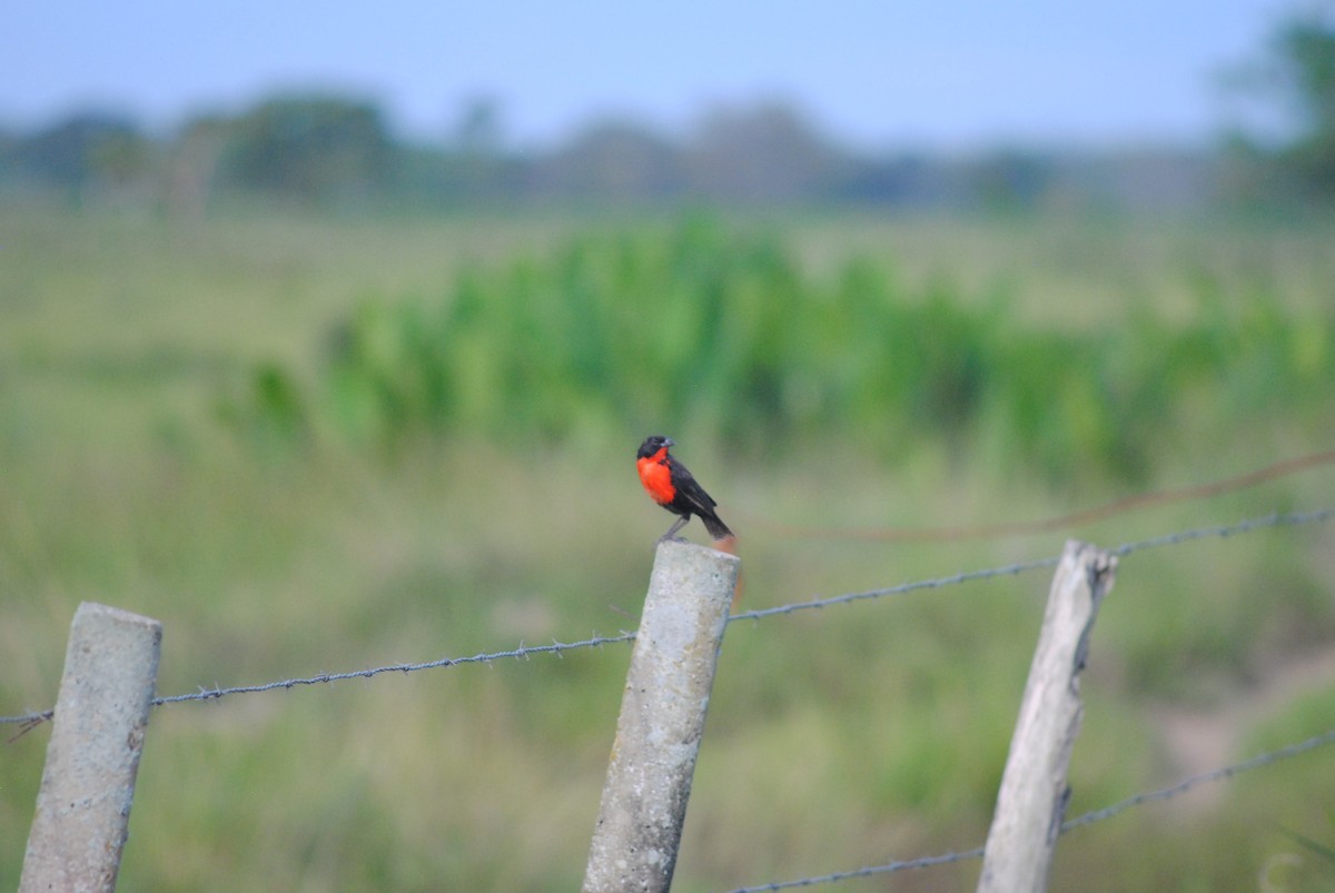Red-breasted Meadowlark - ML643465886