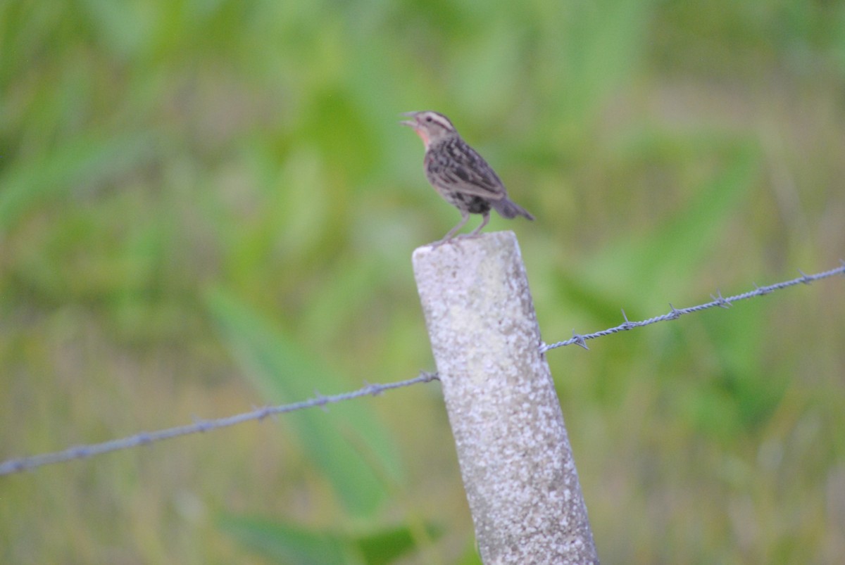 Red-breasted Meadowlark - ML643465887