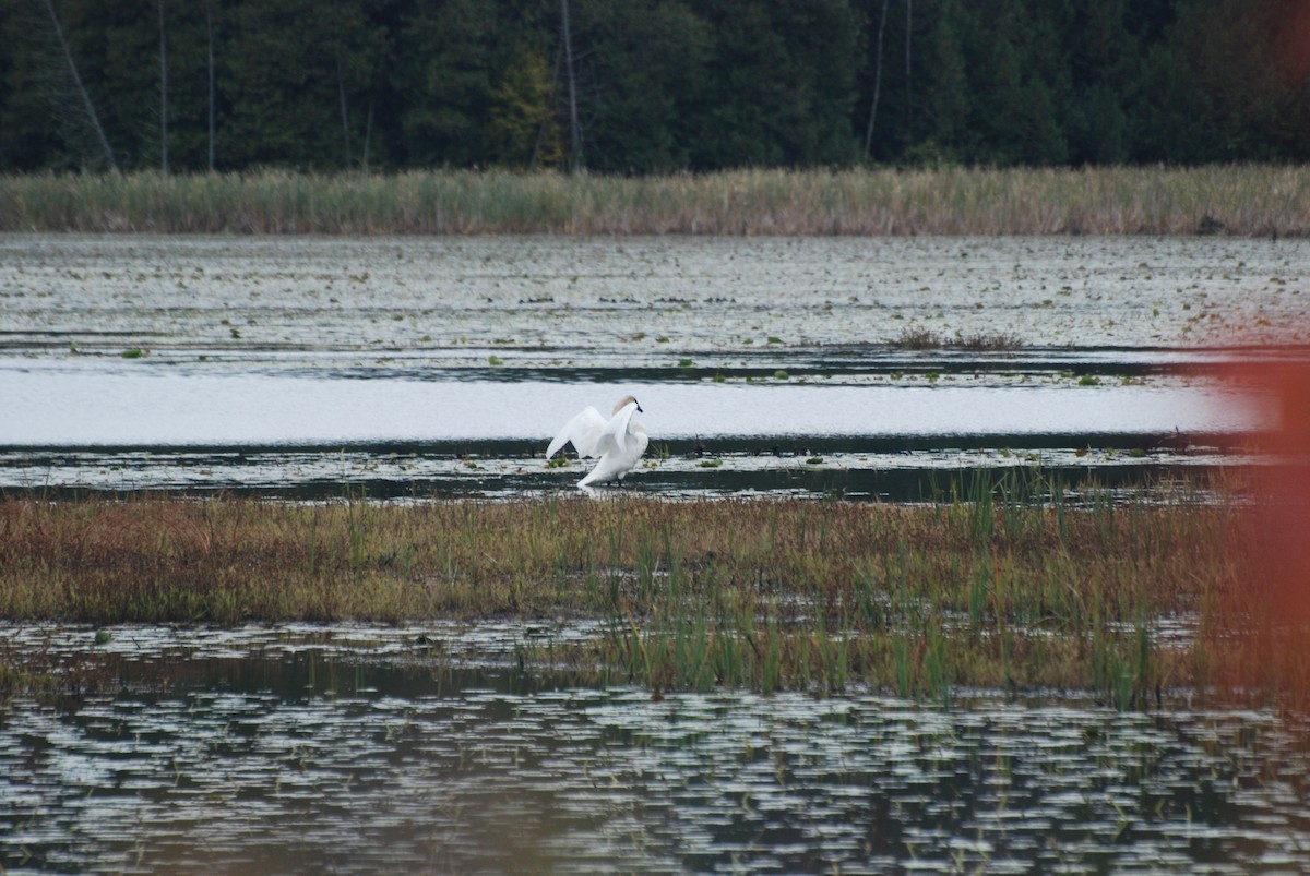 Trumpeter Swan - ML643465888