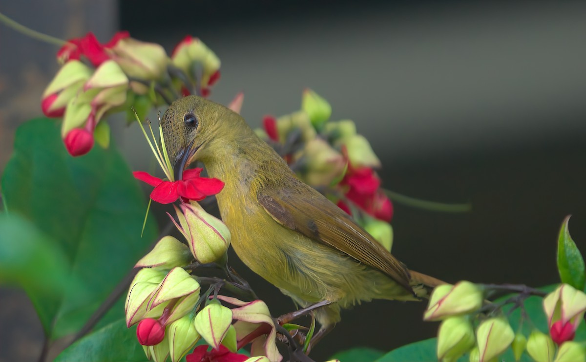 Crimson Sunbird - ML643465893