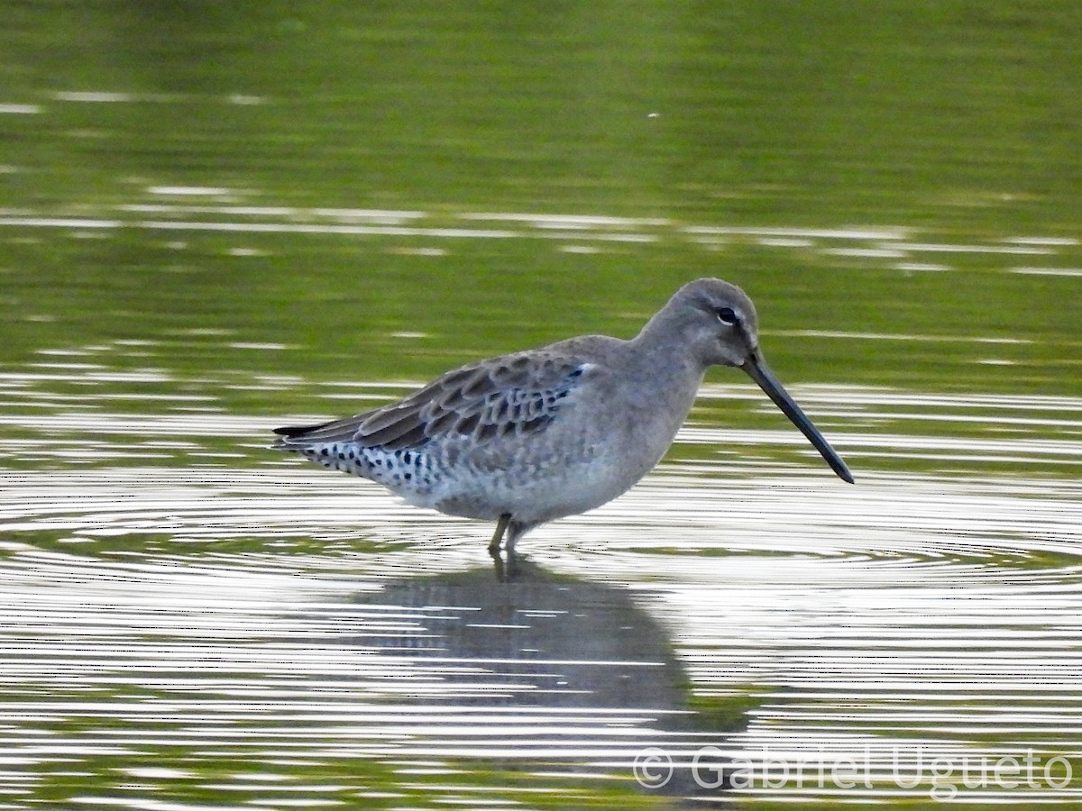 Long-billed Dowitcher - ML643465895