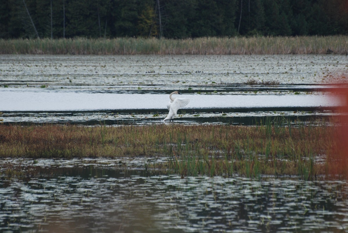 Trumpeter Swan - ML643465896