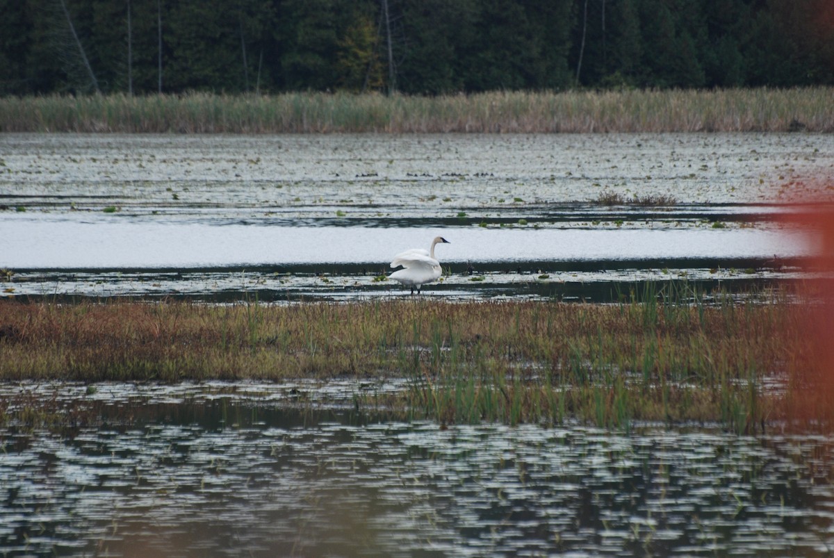 Trumpeter Swan - ML643465902