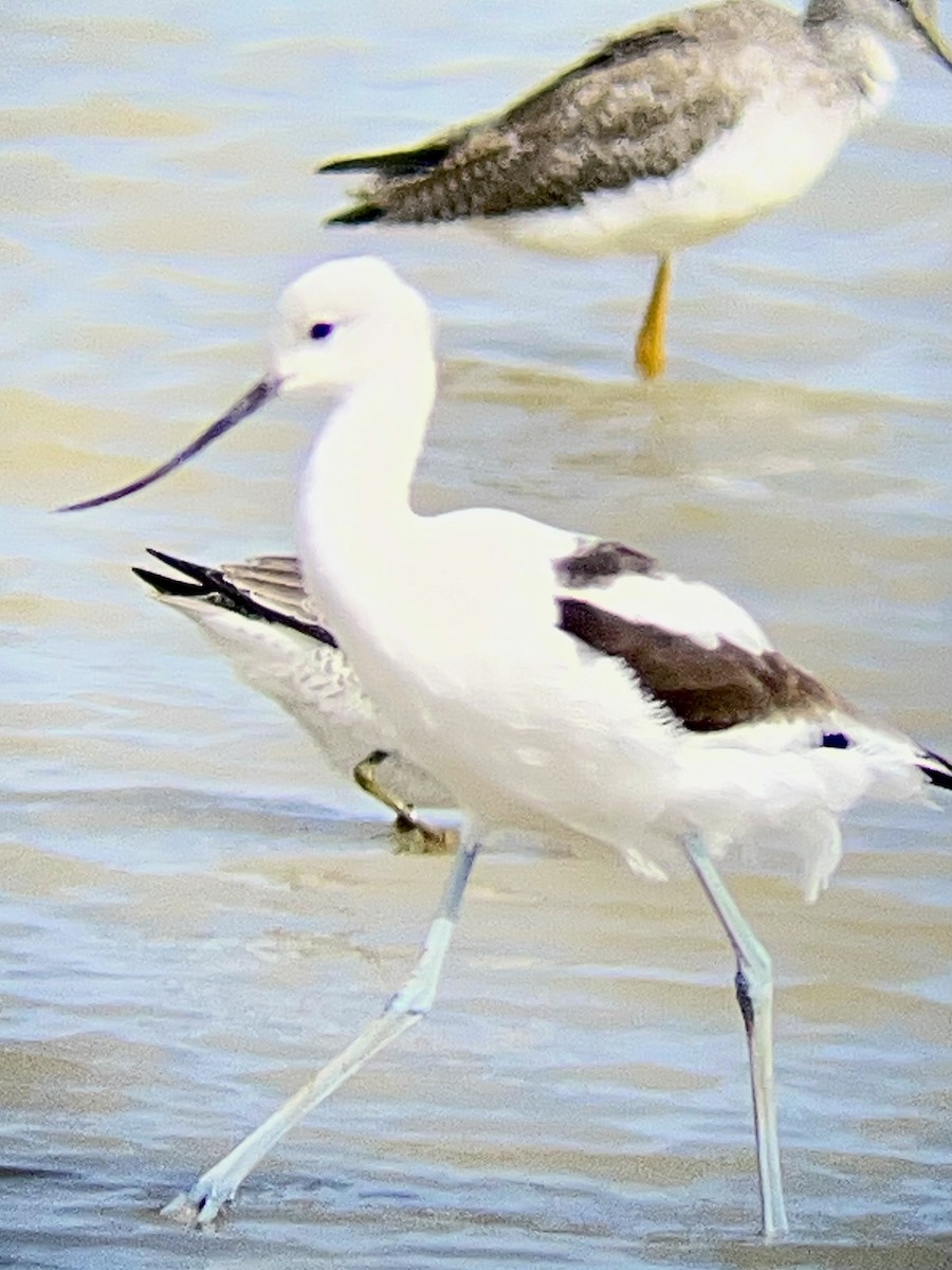 American Avocet - ML643465919