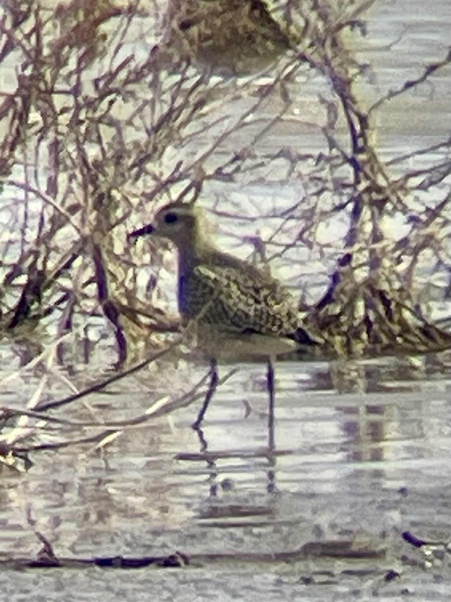 American Golden-Plover - ML643465930