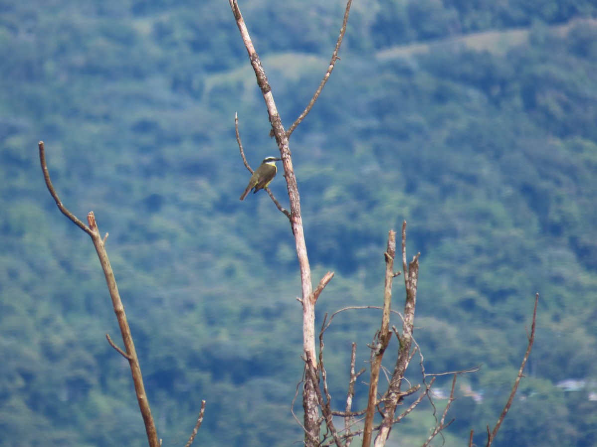 Boat-billed Flycatcher - ML643465934