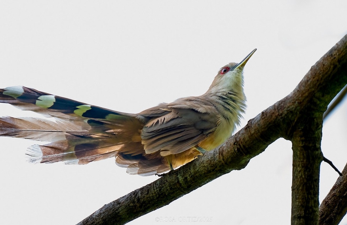 Puerto Rican Lizard-Cuckoo - ML643465943