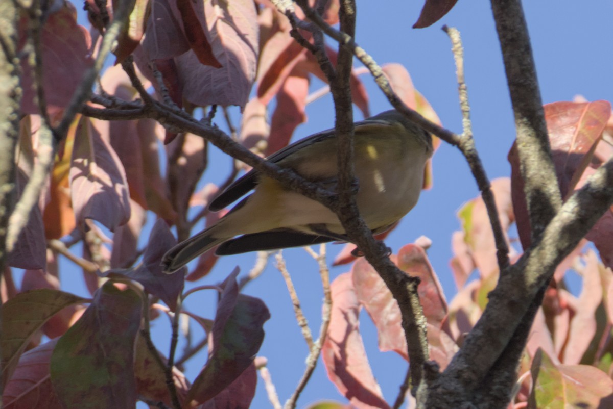 Blue-headed Vireo - ML643465946