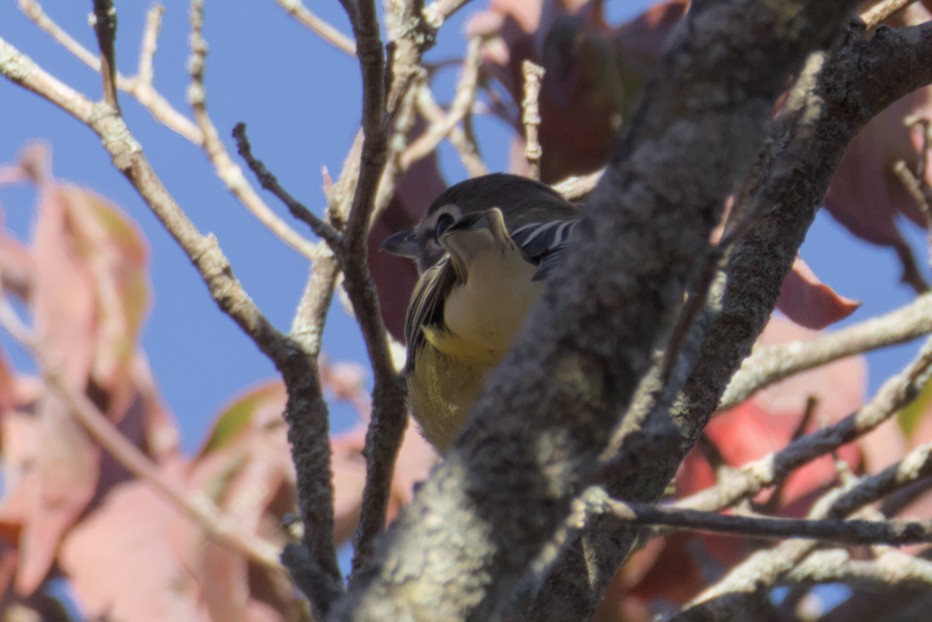 Blue-headed Vireo - ML643465947