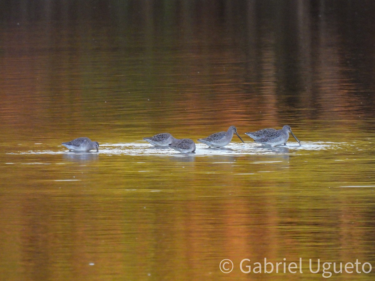 Long-billed Dowitcher - ML643465948