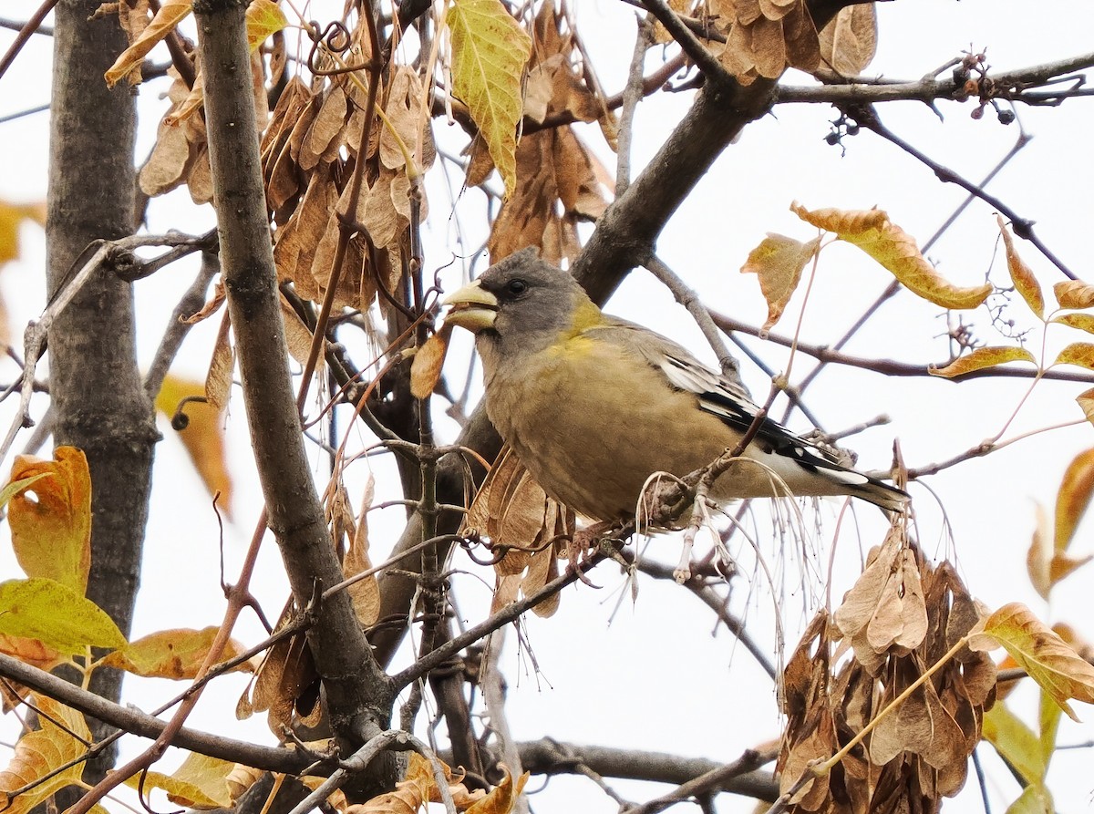 עב-מקור ערב - ML643465949