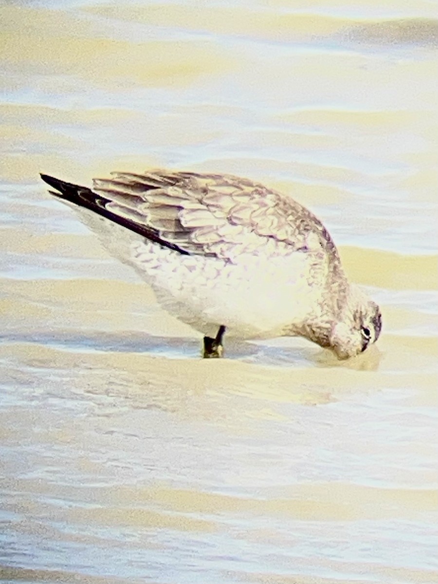 Red Knot - ML643465958