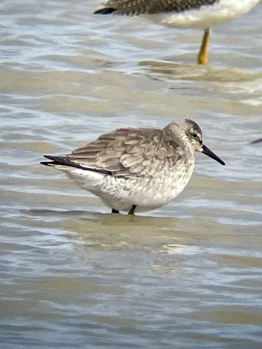 Red Knot - ML643465959