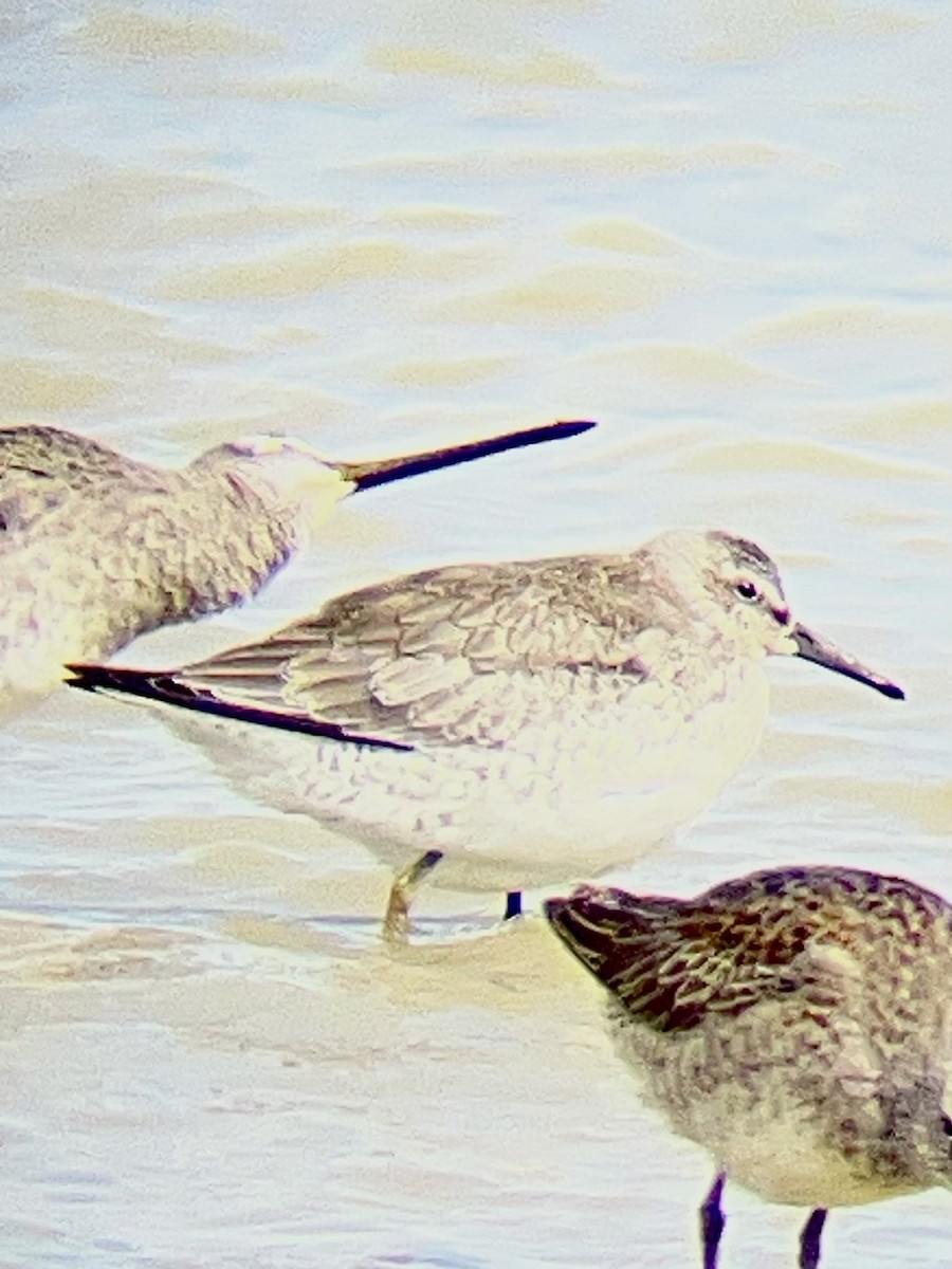 Red Knot - ML643465960