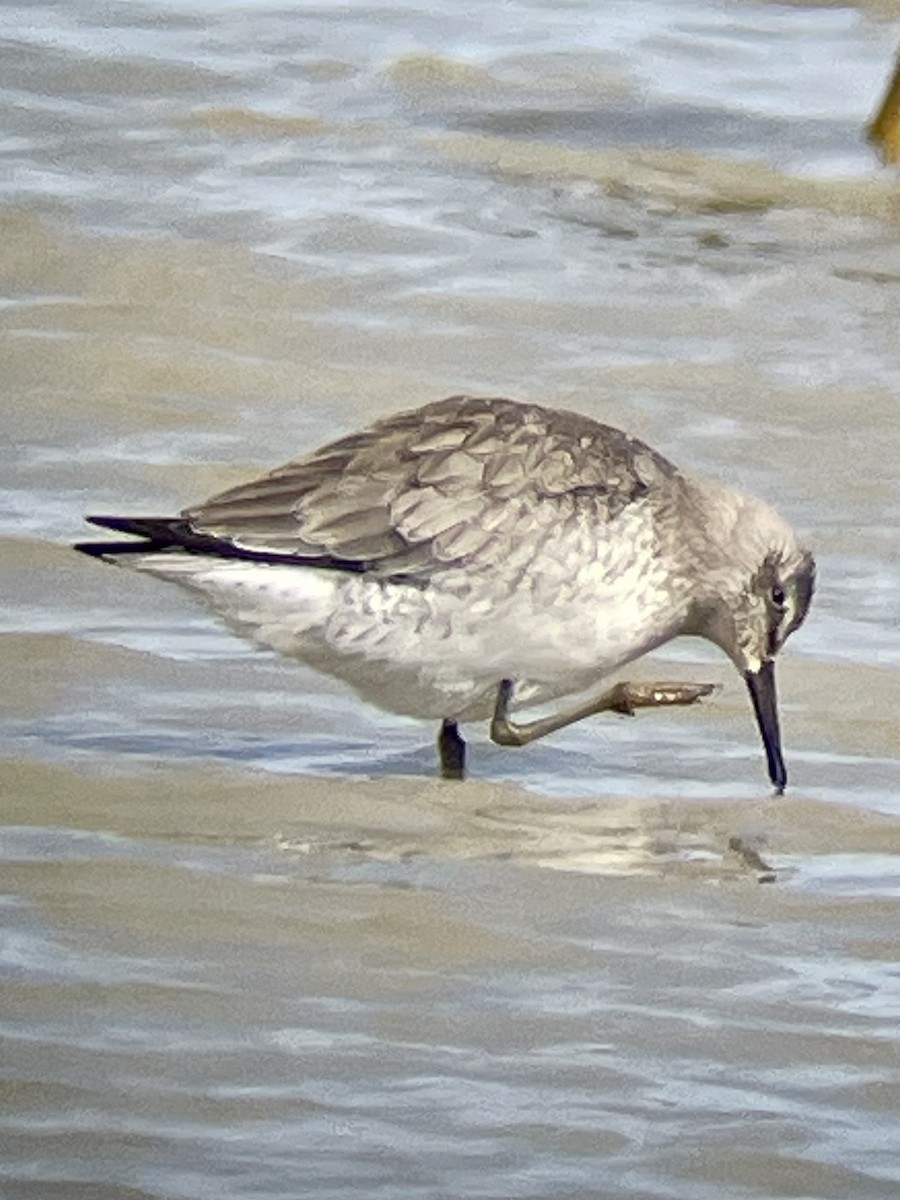 Red Knot - ML643465961