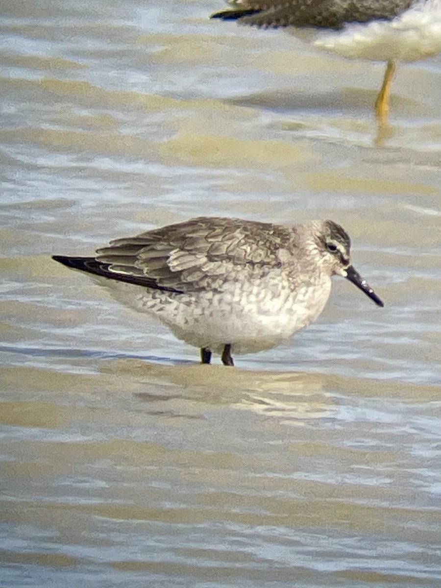 Red Knot - ML643465962