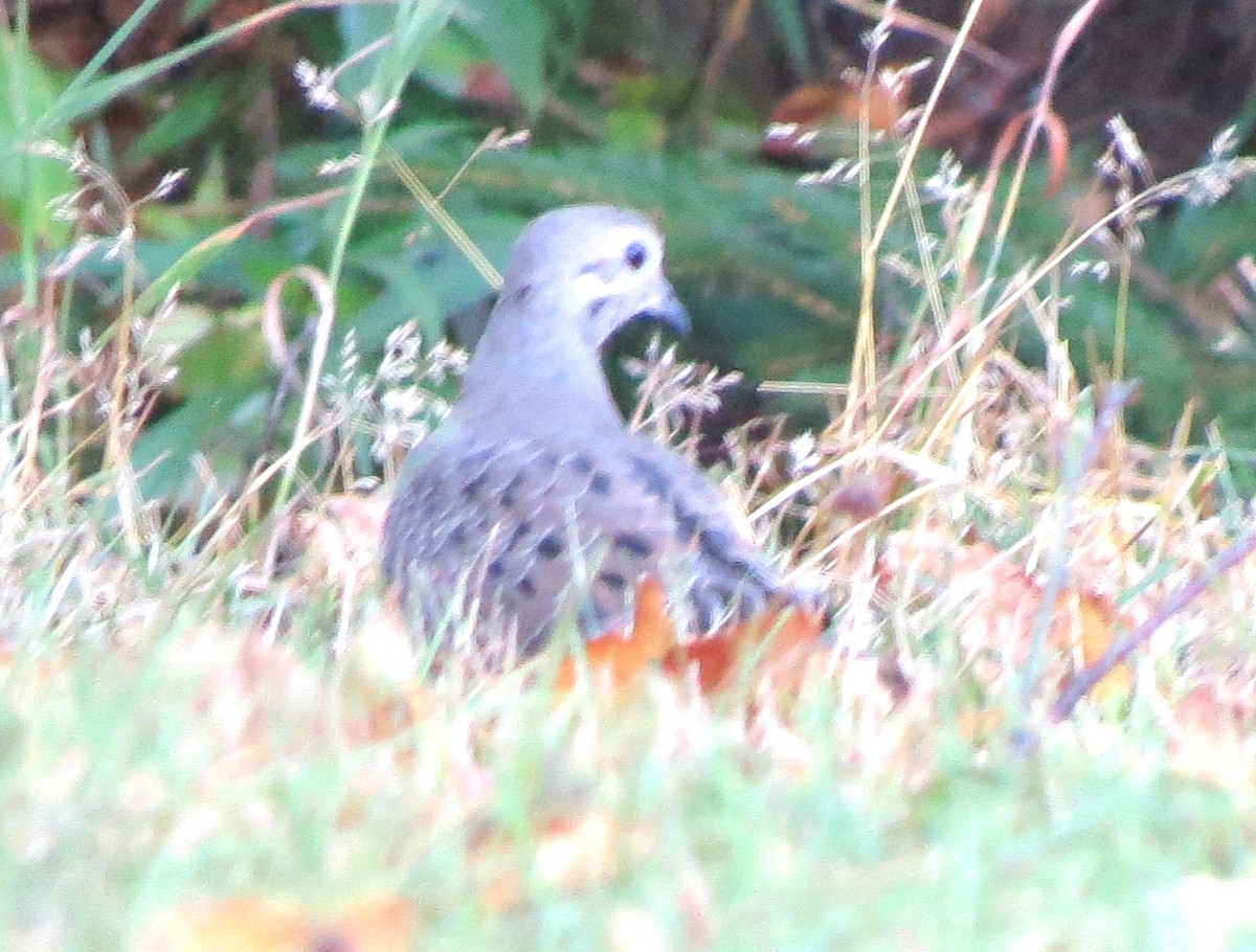 sørgedue - ML643465968