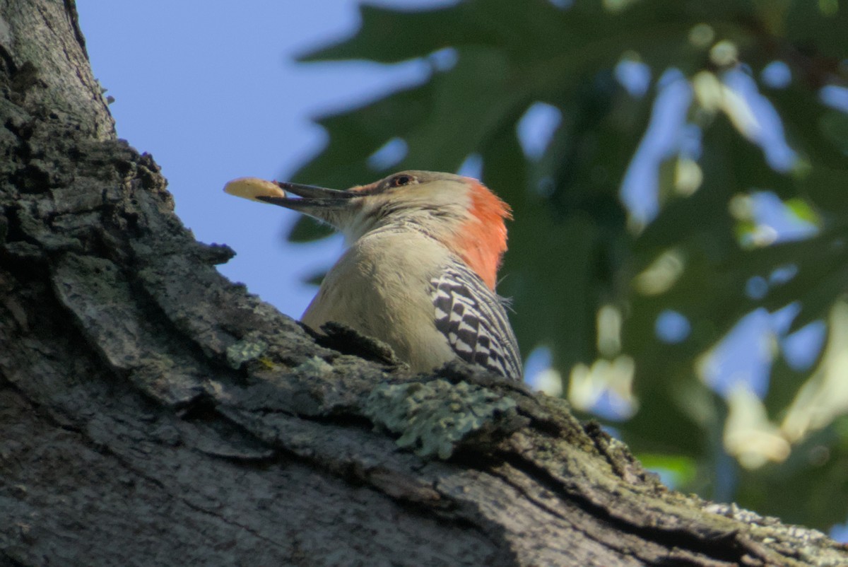 Red-bellied Woodpecker - ML643465973