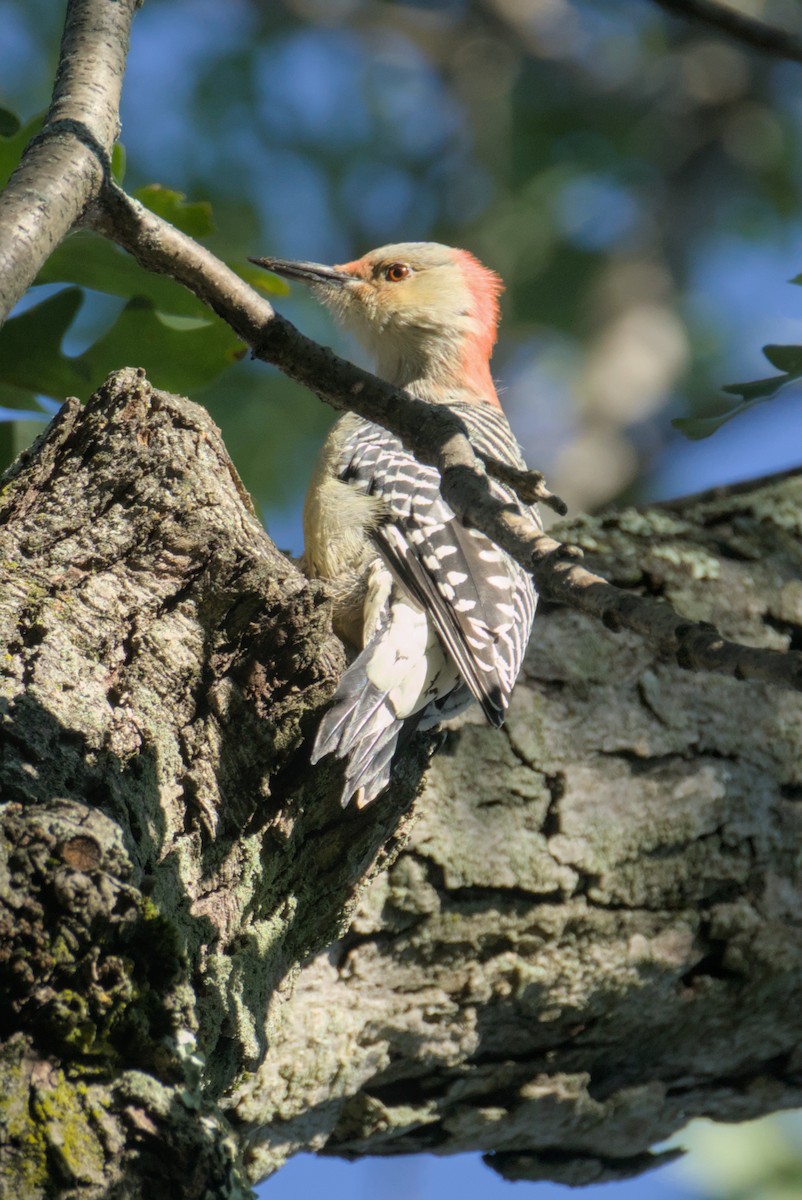 Red-bellied Woodpecker - ML643465974