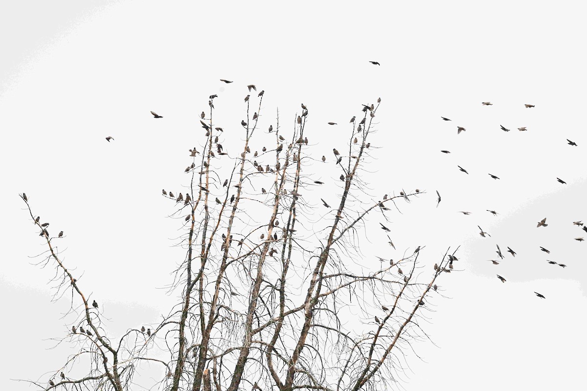 European Starling - ML643465979