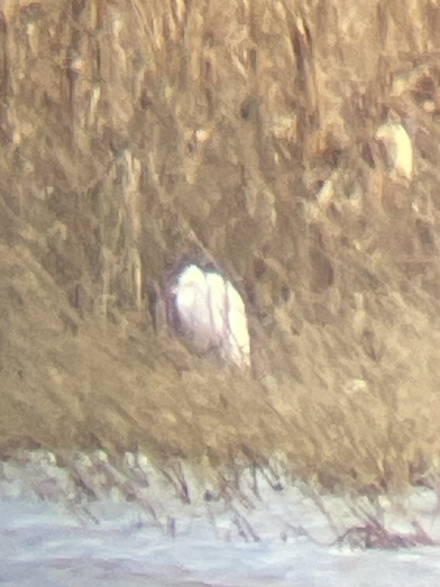 Western Cattle-Egret - ML643465981