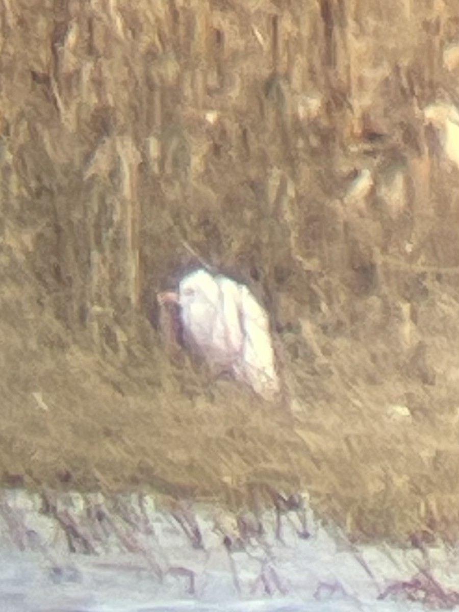 Western Cattle-Egret - ML643465982