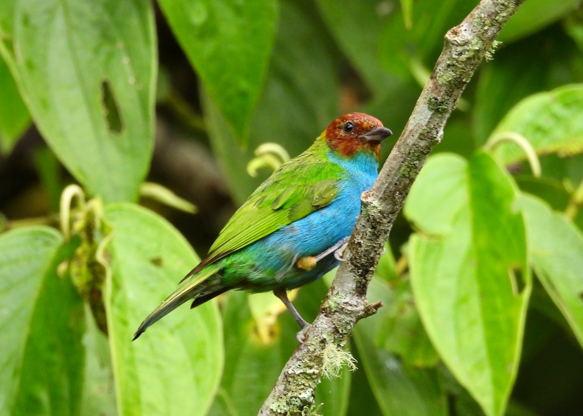 Bay-headed Tanager - ML643465983