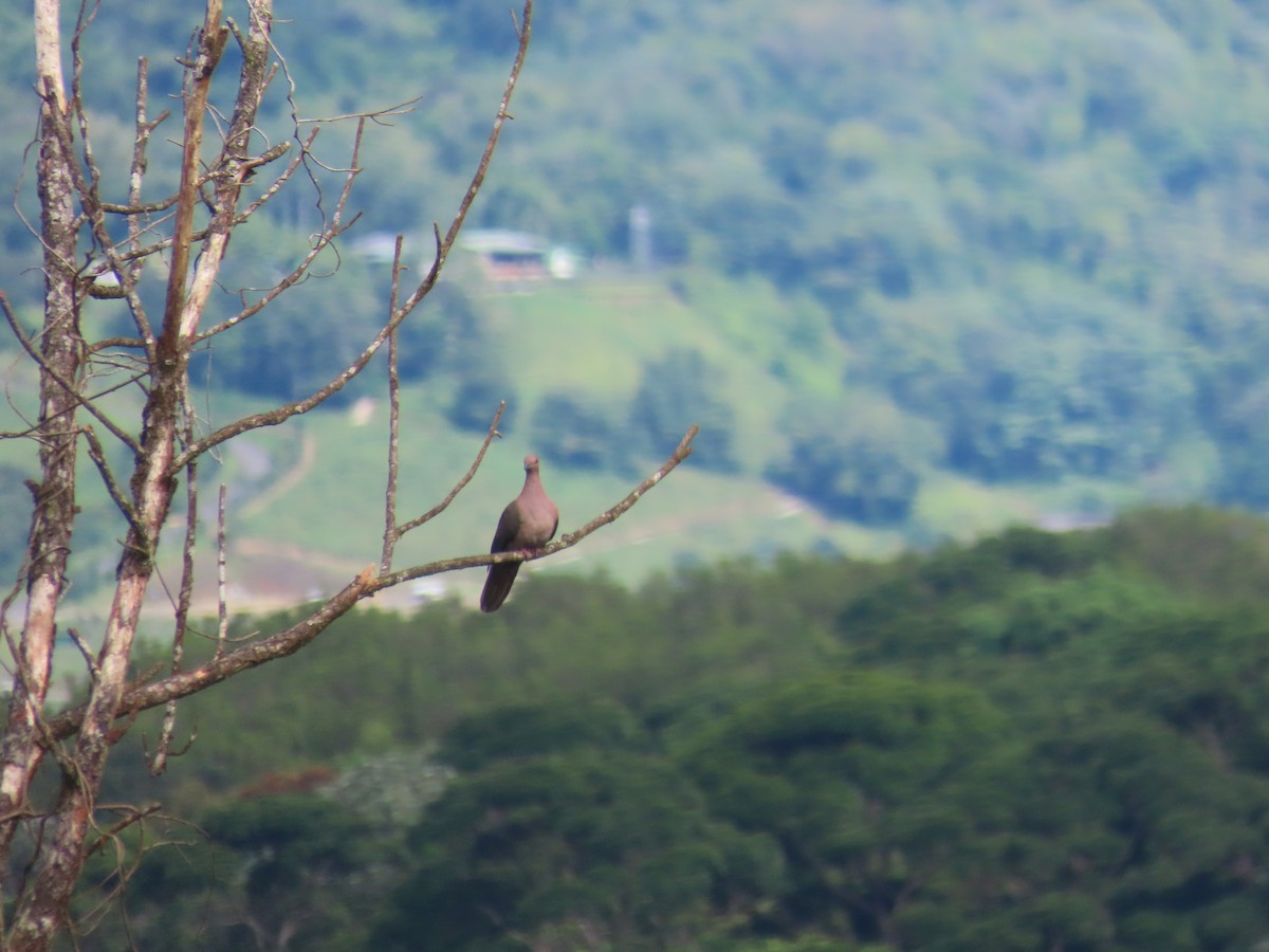 holub krátkozobý - ML643465994