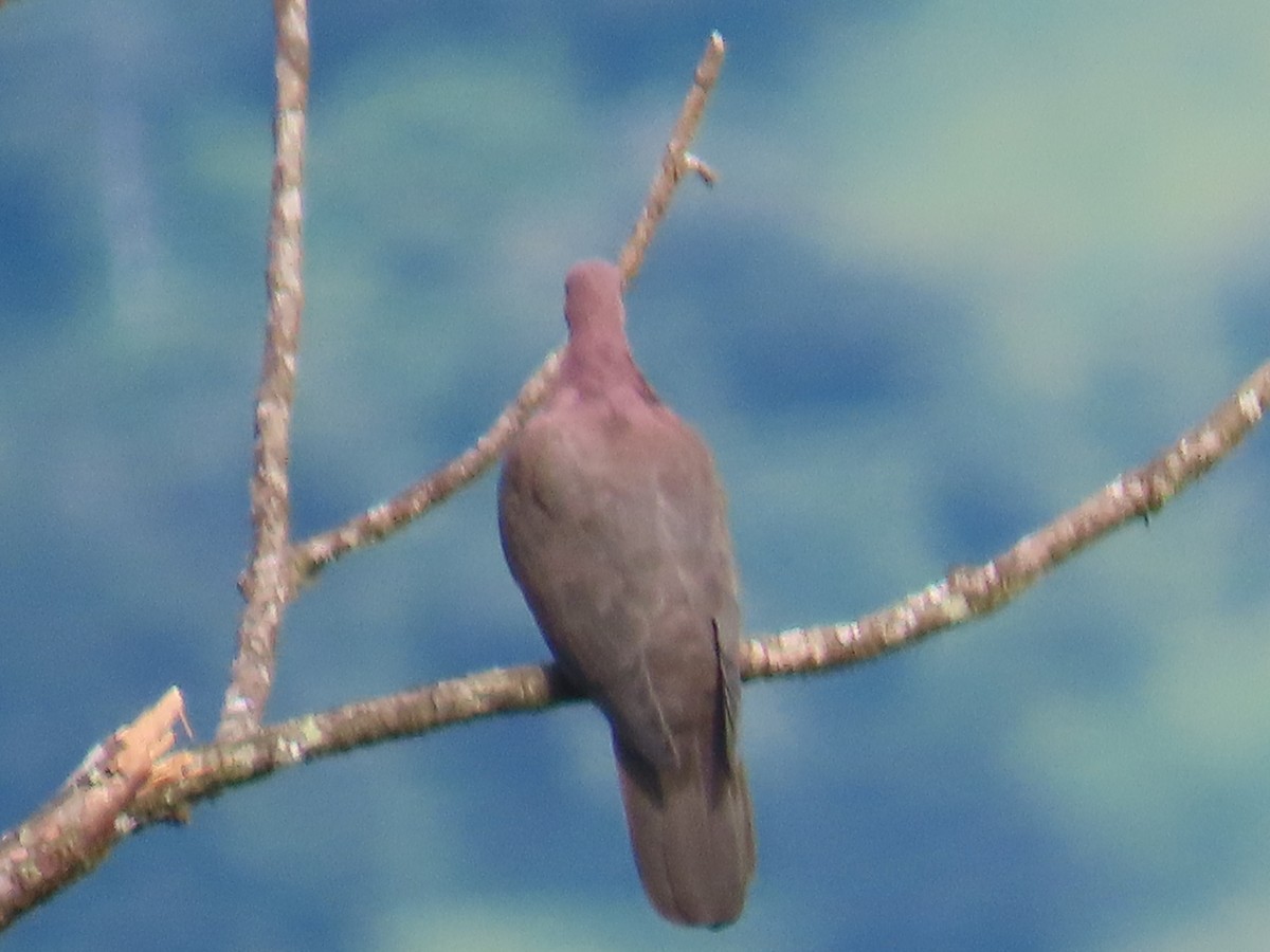 holub krátkozobý - ML643465996