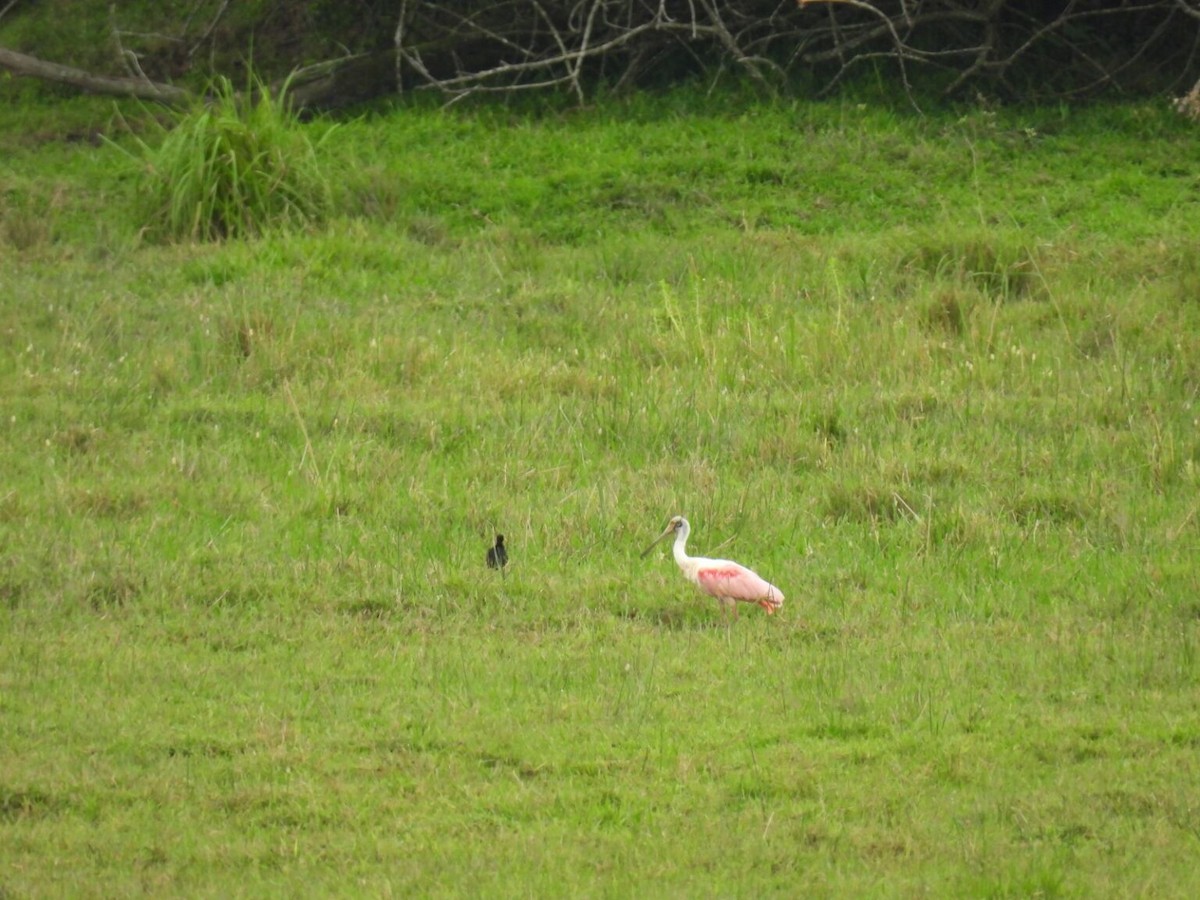 Roseate Spoonbill - ML643466009