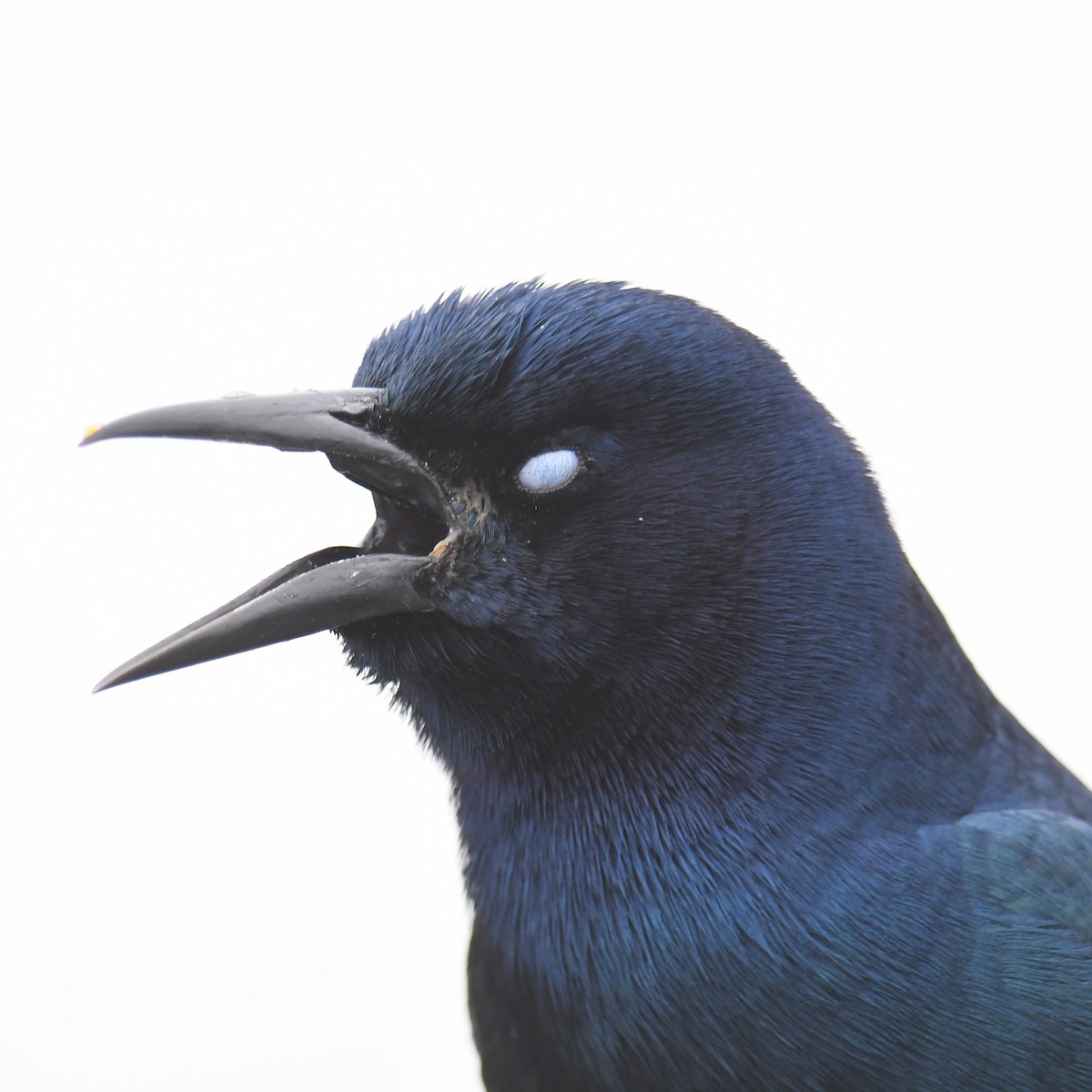 Boat-tailed Grackle - ML643466010