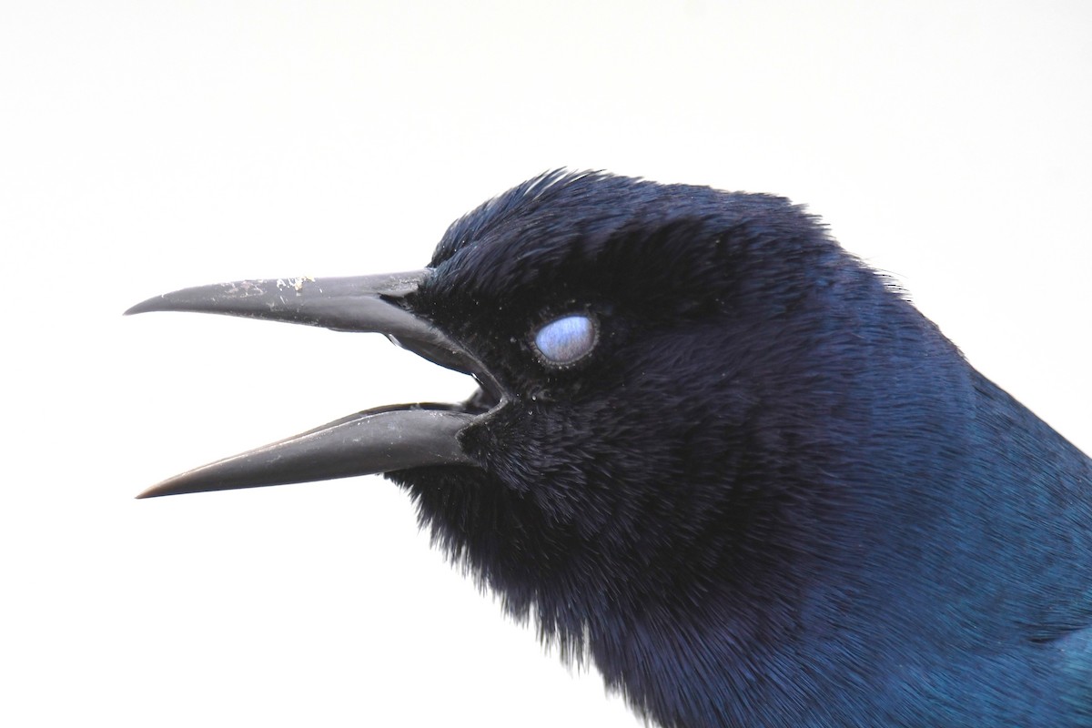 Boat-tailed Grackle - ML643466011