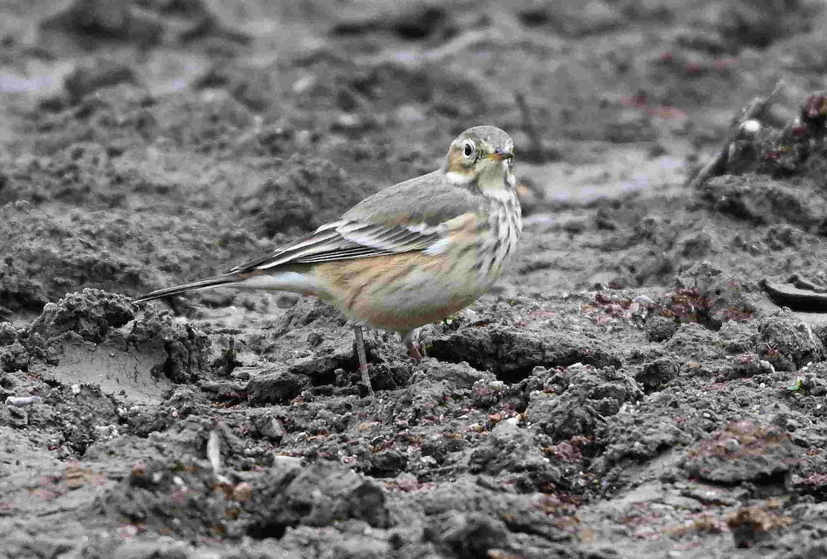 American Pipit - ML643466029