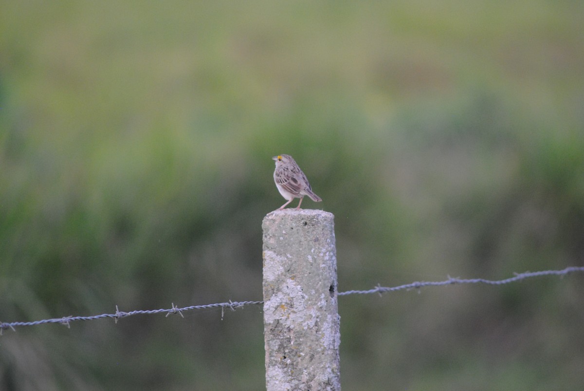 Yellow-browed Sparrow - ML643466030