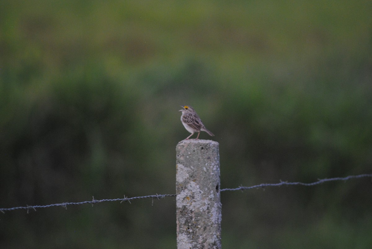 Yellow-browed Sparrow - ML643466031